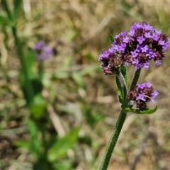 Verbena bonariensis (Purple Top) at Halfway Creek, NSW - 30 Dec 2024 by trevorpreston