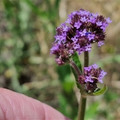 Verbena bonariensis at Halfway Creek, NSW - 30 Dec 2024 01:23 PM