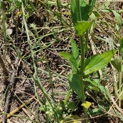 Verbena bonariensis at Halfway Creek, NSW - 30 Dec 2024 01:23 PM