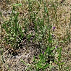 Verbena bonariensis at Halfway Creek, NSW - 30 Dec 2024 01:23 PM