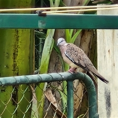 Spilopelia chinensis (Spotted Dove) at Kilcoy, QLD - 29 Dec 2024 by trevorpreston