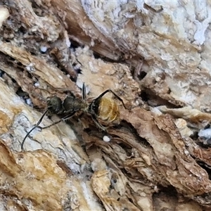 Polyrhachis sp. (genus) at Kilcoy, QLD - 29 Dec 2024