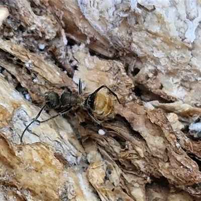 Polyrhachis sp. (genus) (A spiny ant) at Kilcoy, QLD - 29 Dec 2024 by trevorpreston