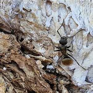 Polyrhachis sp. (genus) at Kilcoy, QLD - 29 Dec 2024