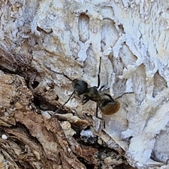 Polyrhachis sp. (genus) at Kilcoy, QLD - 29 Dec 2024 12:15 PM