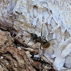 Polyrhachis sp. (genus) at Kilcoy, QLD - 29 Dec 2024