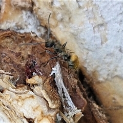 Polyrhachis sp. (genus) at Kilcoy, QLD - 29 Dec 2024 12:15 PM