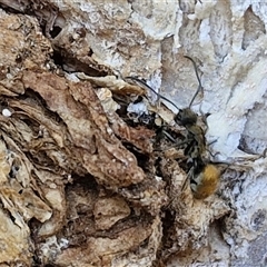 Polyrhachis sp. (genus) at Kilcoy, QLD - 29 Dec 2024 12:15 PM