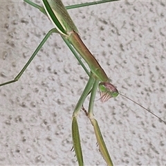 Tenodera australasiae at Caboolture South, QLD - 28 Dec 2024 by trevorpreston