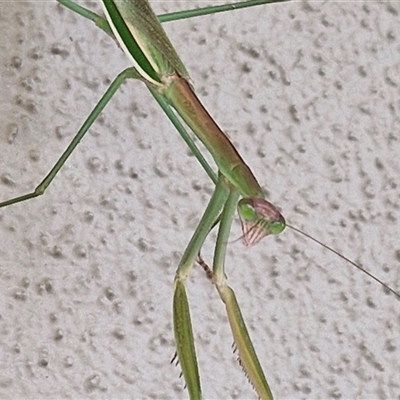 Tenodera australasiae at Caboolture South, QLD - 28 Dec 2024 by trevorpreston