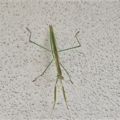 Tenodera australasiae at Caboolture South, QLD - 29 Dec 2024 09:34 AM