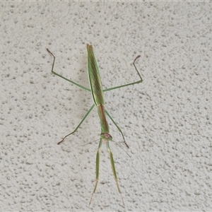 Tenodera australasiae at Caboolture South, QLD - 29 Dec 2024 09:34 AM