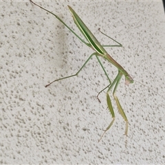 Tenodera australasiae at Caboolture South, QLD - 29 Dec 2024 09:34 AM