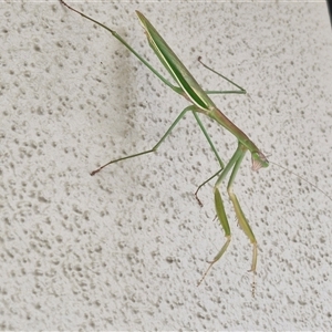 Tenodera australasiae at Caboolture South, QLD - 29 Dec 2024 09:34 AM