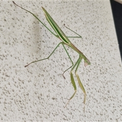 Tenodera australasiae at Caboolture South, QLD - 29 Dec 2024 09:34 AM