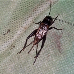 Teleogryllus commodus (Black Field Cricket) at Stanmore, QLD - 28 Dec 2024 by trevorpreston