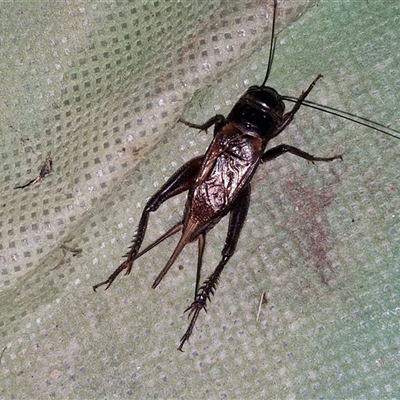 Teleogryllus commodus (Black Field Cricket) at Stanmore, QLD - 28 Dec 2024 by trevorpreston