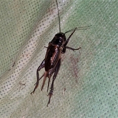 Teleogryllus commodus at Stanmore, QLD - 28 Dec 2024 08:43 PM