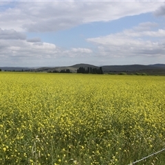 Brassica napus at Chakola, NSW - 7 Nov 2015 by AlisonMilton