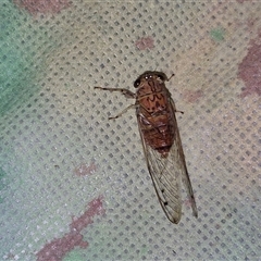 Tamasa tristigma (Brown Bunyip Cicada) at Stanmore, QLD - 28 Dec 2024 by trevorpreston