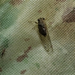 Tamasa tristigma at Stanmore, QLD - 28 Dec 2024 08:43 PM