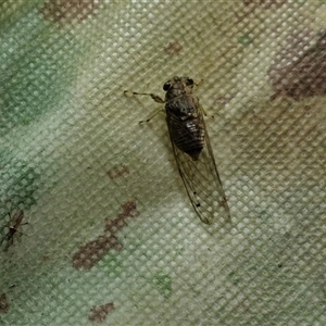 Tamasa tristigma at Stanmore, QLD - 28 Dec 2024 08:43 PM