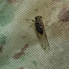 Tamasa tristigma at Stanmore, QLD - 28 Dec 2024 08:43 PM