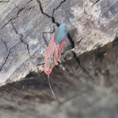 Unidentified True bug (Hemiptera, Heteroptera) at Stanmore, QLD - 28 Dec 2024 by trevorpreston