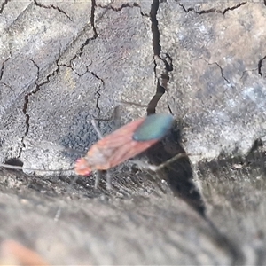 Leptocoris tagalicus at Stanmore, QLD - 28 Dec 2024 04:28 PM