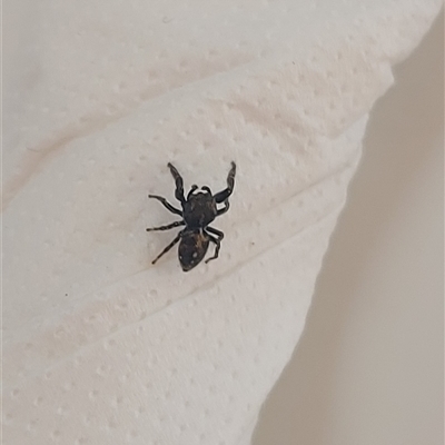 Unidentified Jumping or peacock spider (Salticidae) at Greenway, ACT - 30 Dec 2024 by GirtsO