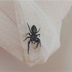 Salticidae (family) at Greenway, ACT - 30 Dec 2024