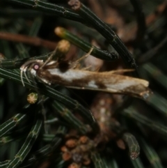 Epithymema incomposita (Chezela group) at Freshwater Creek, VIC - 22 Apr 2020 by WendyEM