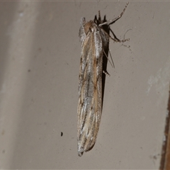 Ciampa arietaria (Brown Pasture Looper Moth) at Freshwater Creek, VIC - 22 Apr 2020 by WendyEM