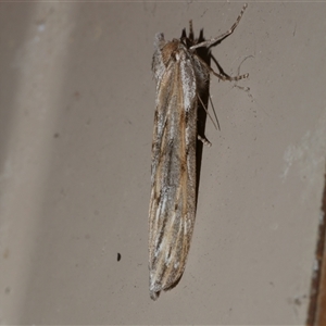 Ciampa arietaria at Freshwater Creek, VIC - 22 Apr 2020