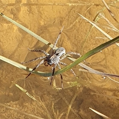 Lycosidae (family) (Unidentified wolf spider) at Yass River, NSW - 29 Dec 2024 by SenexRugosus