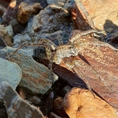 Lycosidae (family) at Yass River, NSW - 29 Dec 2024