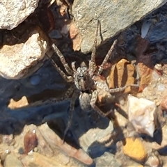 Lycosidae (family) at Yass River, NSW - 29 Dec 2024