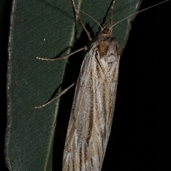 Ciampa arietaria (Brown Pasture Looper Moth) at Freshwater Creek, VIC - 22 Apr 2020 by WendyEM