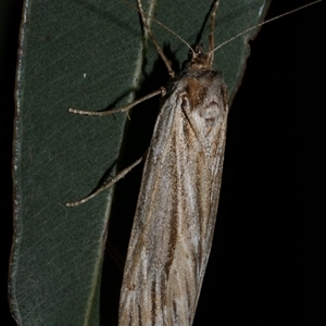 Ciampa arietaria at Freshwater Creek, VIC - 22 Apr 2020 11:39 PM