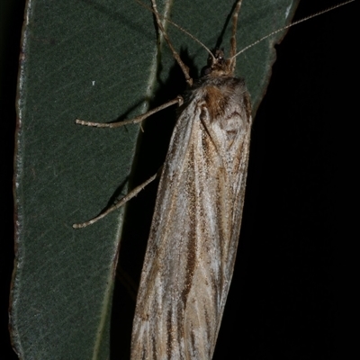 Ciampa arietaria at Freshwater Creek, VIC - 22 Apr 2020 by WendyEM