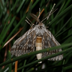 Ciampa arietaria (Brown Pasture Looper Moth) at Freshwater Creek, VIC - 22 Apr 2020 by WendyEM