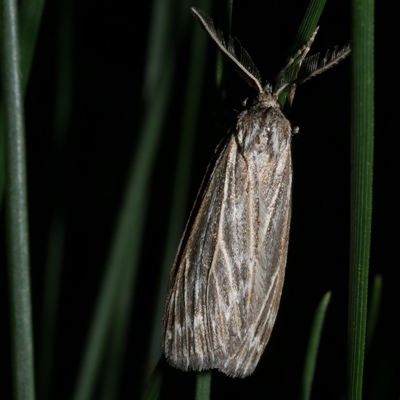 Ciampa arietaria (Brown Pasture Looper Moth) at Freshwater Creek, VIC - 22 Apr 2020 by WendyEM