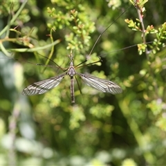 Unidentified Insect at Cotter River, ACT - 29 Dec 2024 by Montane