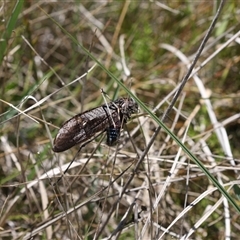 Unidentified Insect at Cotter River, ACT - 29 Dec 2024 by Montane