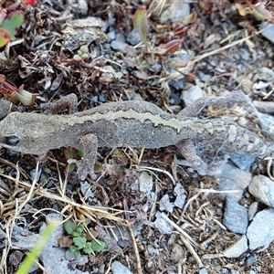 Diplodactylus vittatus at Yass River, NSW - 21 Dec 2024