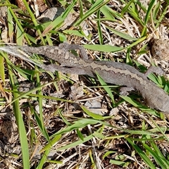 Diplodactylus vittatus at Yass River, NSW - 21 Dec 2024