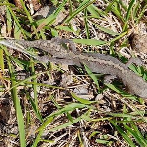 Diplodactylus vittatus at Yass River, NSW - 21 Dec 2024