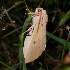 Plesanemma fucata (Lemon Gum Moth) at Freshwater Creek, VIC - 22 Apr 2020 by WendyEM