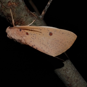 Plesanemma fucata at Freshwater Creek, VIC - 22 Apr 2020