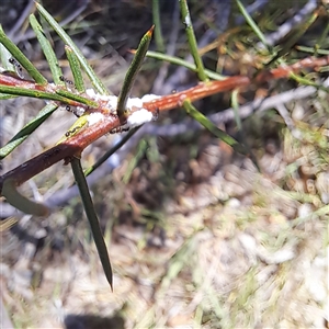 Formicidae (family) at Watson, ACT - 30 Dec 2024 11:41 AM